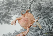 Laden Sie das Bild in den Galerie-Viewer, Crab with Glitter Spun Cotton Figurine